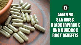 12 Sea Moss Bladderwrack Burdock Root Capsules Benefits