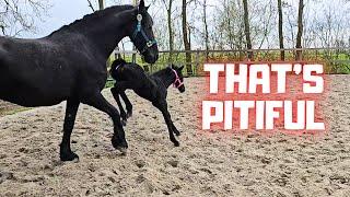 Foal Belle is moving! | That's pitiful! | The ponies escaped in the night! | Friesian Horses