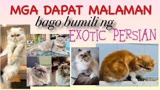 DAPAT MALAMAN BAGO MAG ALAGA NG EXOTIC CAT | CATVLOG #62 #catvideos #cat