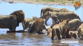 Best Wildlife Sightings and Wild Animal Encounters Compilation | Wildest Kruger Sightings