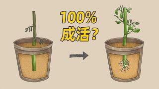 [图解]植物的扦插繁殖方法