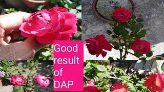 Good Result Of "DAP" Fertilizer | Best Fertilizer | Lets Do Nature