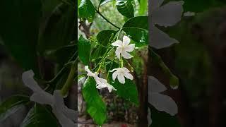 #nature #flowers #gardening #garden #love #rain #mazhaikalam