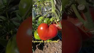Красный осел (гном) #помидоры #овощи #огород #дача #сад #семена #урожай #томаты  #гномы