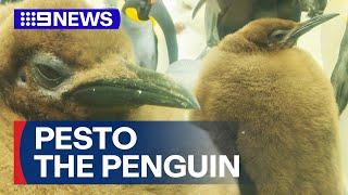 Sea Life’s Pesto the penguin chick becomes superstar | 9 News Australia