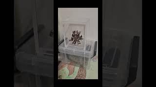 國樑珍藏的鐵金剛