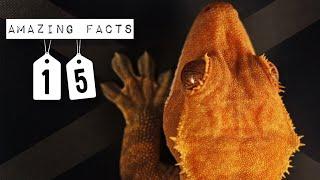 15 AMAZING FACTS ABOUT CRESTED GECKOS