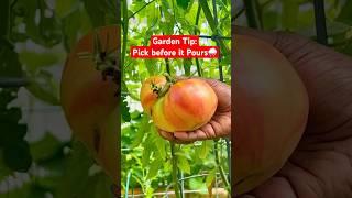 Pick before it Pours! Pick tomatoes before a big rain to prevent spliting & pests. #gardening #tips