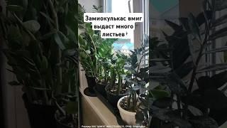 ЗАМИОКУЛЬКАС ВМИГ ВЫДАСТ МНОГО НОВЫХ МОЩНЫХ ЛИСТЬЕВ #цветы #замиокулькас #удобрение #подкормка