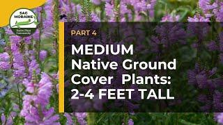 MEDIUM Native Ground Cover Plants (2-4 feet tall) to Suppress Weeds
