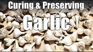 Tips for Curing and Preserving Garlic