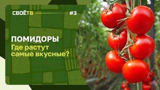 Где растут самые вкусные помидоры / Зачем нужна лактоза / Своё с Андреем Даниленко / Выпуск #3