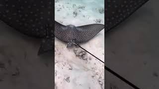 Beautiful Amazing Stingray #shorts #beautiful #short