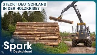 Holzmangel trotz Wald vor der Tür?! | Wie die Holzindustrie Gemeinden schadet | Spark Deutschland