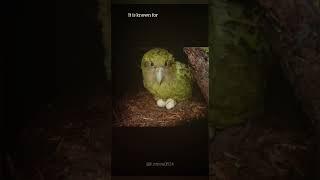 #funfacts #kakapo