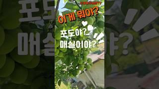 매실이 포도처럼 달렸어요~ 텃밭 매실나무 #매실 #매실나무 #매실청