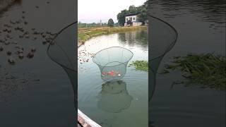 Amazing Fishing Net  #shorts #ytshorts #fishing