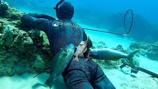 3-Prong Spearfishing For Big Parrot Fish, Ukus, And More!