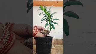 dog flower plant #gardening #love #shorts #shortvideo