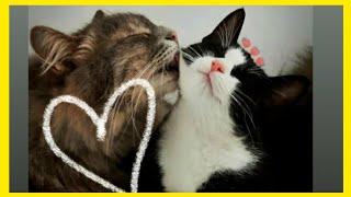 ROMANTIC CATS - COUPLE CUTE CATS - COUPLE CAT VIDEO - ÇİFT KEDİLER - ROMANTİK KEDİLER