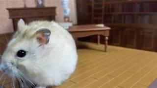 HAPPY HAMSTER PLAYS IN TINY LIBRARY