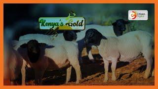 Kenya's Gold | Kumtunza Mwanakondoo - Gold Feature