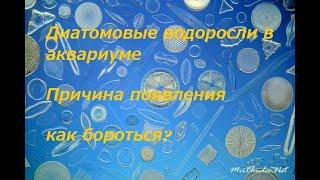 Диатомовые водоросли в аквариуме - Какие причины появления? как бороться?