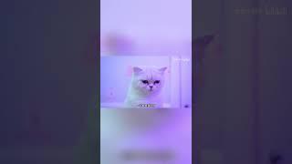 小圆子相救哥哥，猫神却要一命换一命！#猫咪 #铲屎官 #猫主子 #七宝小圆子