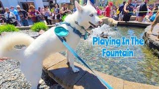 Playing in the River Place Shops Fountain during Dog Bowl 2021