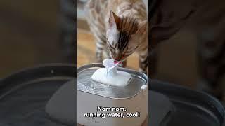 How humans can learn more about meow hydration!