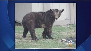 Game Commission Working To Trap Sickly-Looking Bear In Kittanning