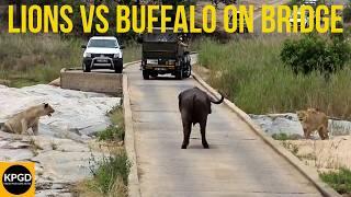 Lions vs Buffalo On Bridge - Kruger National Park