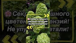  Секреты пышного цветения гортензий: не упустите детали! 