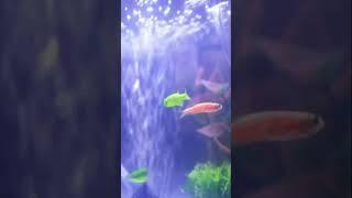 The baby fish is very smoothEp14 #fish #batta #battafish #shorts #short