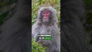 Curiosidades de los Monos #ciencia #curiosidades #educación
