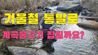 겨울철 통발에 미끼 강아지사료 넣고 10일후  결과는? 계곡통발