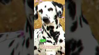 Top designer dog breeds | Beagle and Dalmatian mix.