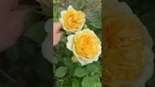 Розы моя любовь 