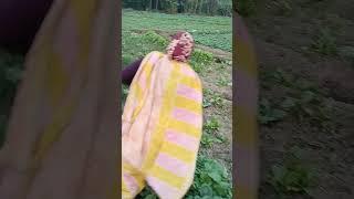 Ma R Ami dujone Sobji Khete gyelam #village#villagelife#myvillagelife
