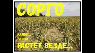 Cорго растет даже на камнях....(обзор классической технологии)