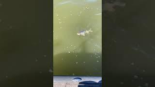 Dan Marion Lake Walleye