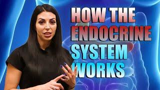 How the Endocrine System Works: Decoding Hormones with Dr. Cassie Smith | Cassie Lab Explained