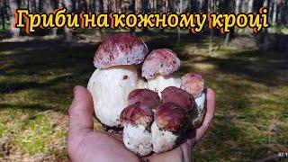 02.10.2024. Білі гриби на кожному кроці. Красиві боровики на Волині Boletus mushroom porcini grzyby