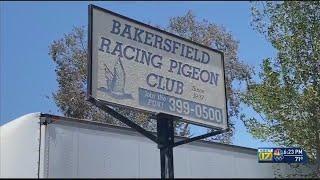 Birds of a feather flock together for auction at Bakersfield Pigeon Racing Club