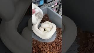 Blue Eyed Leucistic Ball Python eggs!