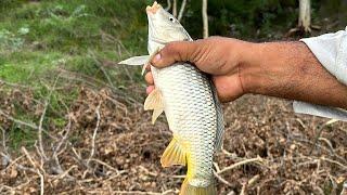 Catching Fish In indus river fishing 2024 Amazing Traditional Fishing Video | EP 181