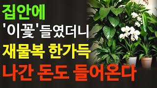 부자들이 키우는 화초, 이 식물은 금전운을 저절로 불러옵니다. 집에 꼭 두세요! 돈 복 높이는 꽃 풍수 인테리어
