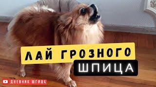 Small Spitz dog barking  Best alarm