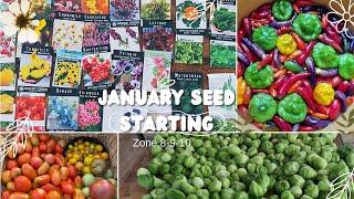 What seed to start in January zone 8-9-10