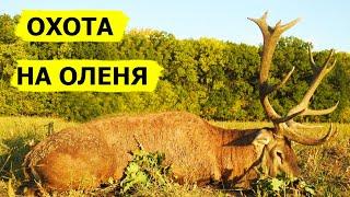 Охота на оленя. В поисках охотничьих трофеев. (Охотник и рыболов)